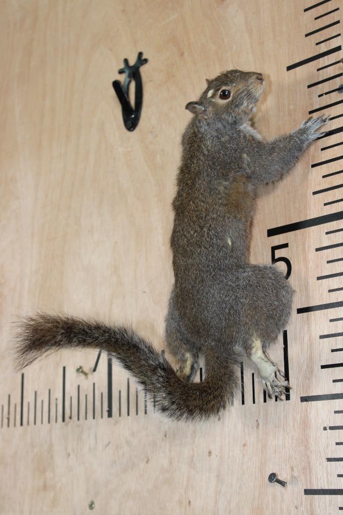 Life-sized SQUIRREL with a Wall Hanging Hook: Life-sized SQUIRREL with a Wall Hanging Hook. It measures 14" Tall x 7" Wide x 9" Depth (from the wall). He has numerous bald spots but is still cute! TAXIDERMY 