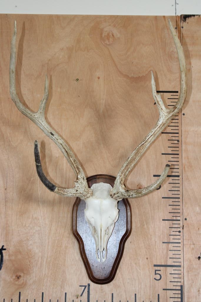 AXIS Skull on a Plaque: Very Nice and Clean AXIS Skull on a Plaque. It has a 21.25" Spread and All of its Teeth. TAXIDERMY SKULLS 