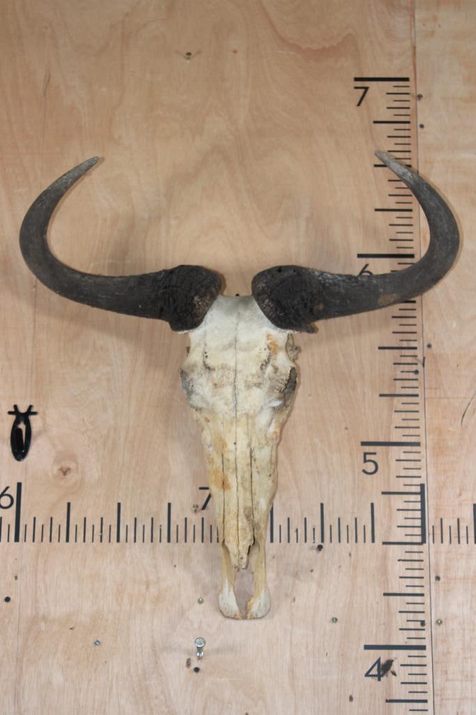 BLUE WILDEBEEST Skull: BLUE WILDEBEEST Skull with a 26" Spread. It has all teeth except for 2. TAXIDERMY SKULLS 