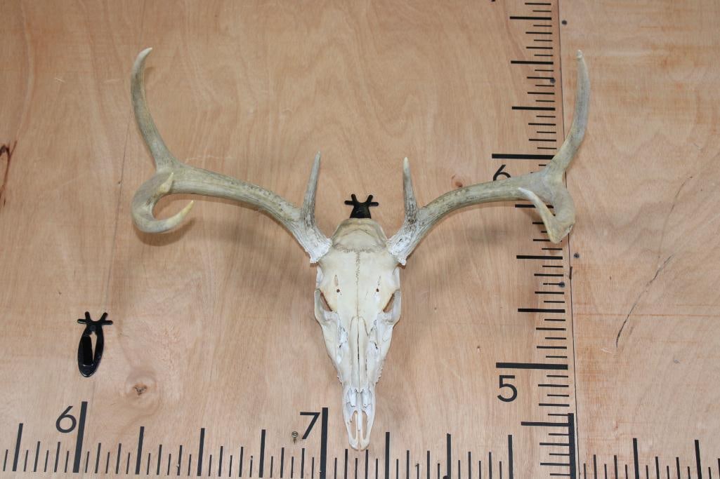 7-Point WHITETAIL DEER Skull with All its Teeth: 7-Point WHITETAIL DEER Skull with All its Teeth. It has a 21.5" Spread and a Wall Hanger for display. TAXIDERMY SKULLS 