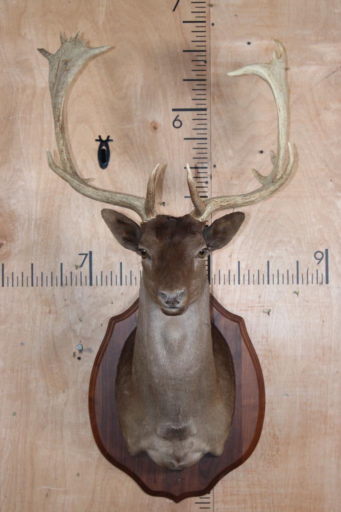 23-Point Chocolate FALLOW DEER Shoulder Mount on a Wood Plaque (1 of 8)