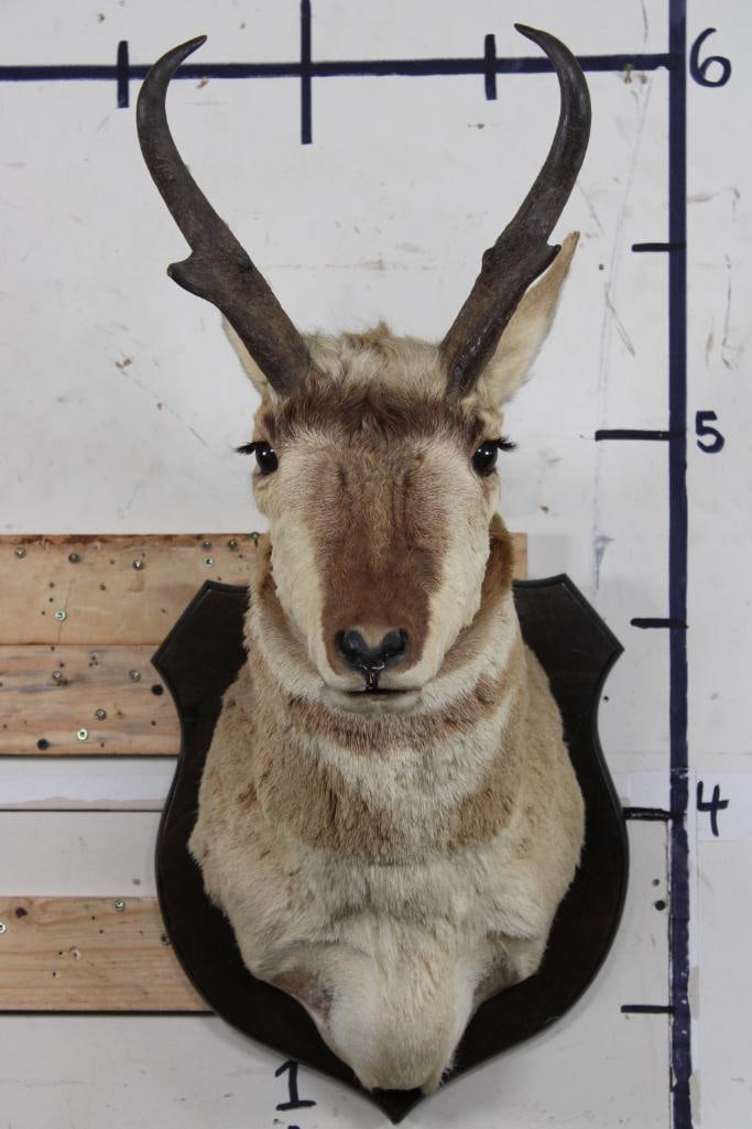 PRONGHORN Shoulder Mount on a Wooden Plaque: PRONGHORN Shoulder Mount on a Wooden Plaque. The Right Horn measures 10 7/8" Long. The Left Horn measures 11.25" Long. The Wooden Plaque measures 17.5" Long x 15" Wide. This is an older mount in Fair