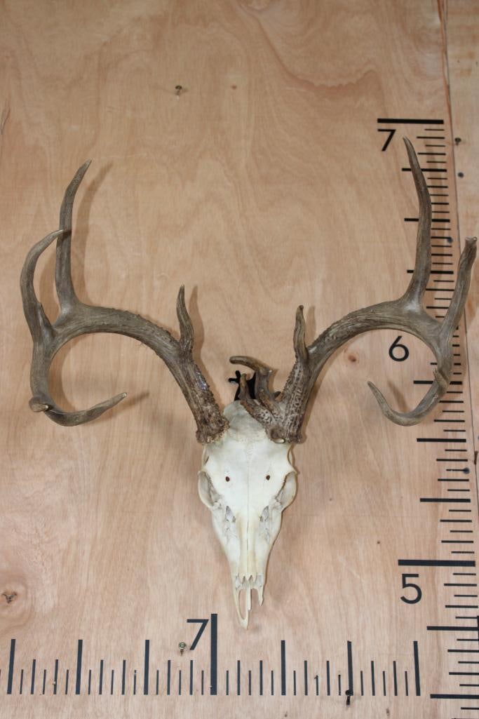 13-Point WHITETAIL DEER Skull with 5 Brow Tines (1 of 8)