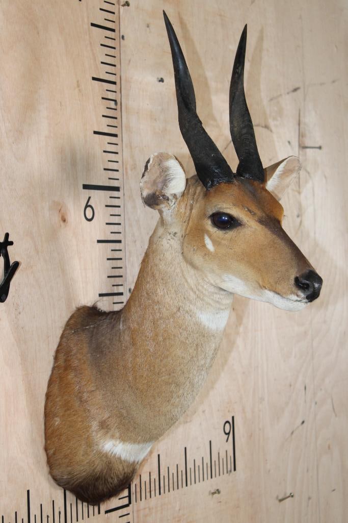 BUSHBUCK Shoulder Mount - 4