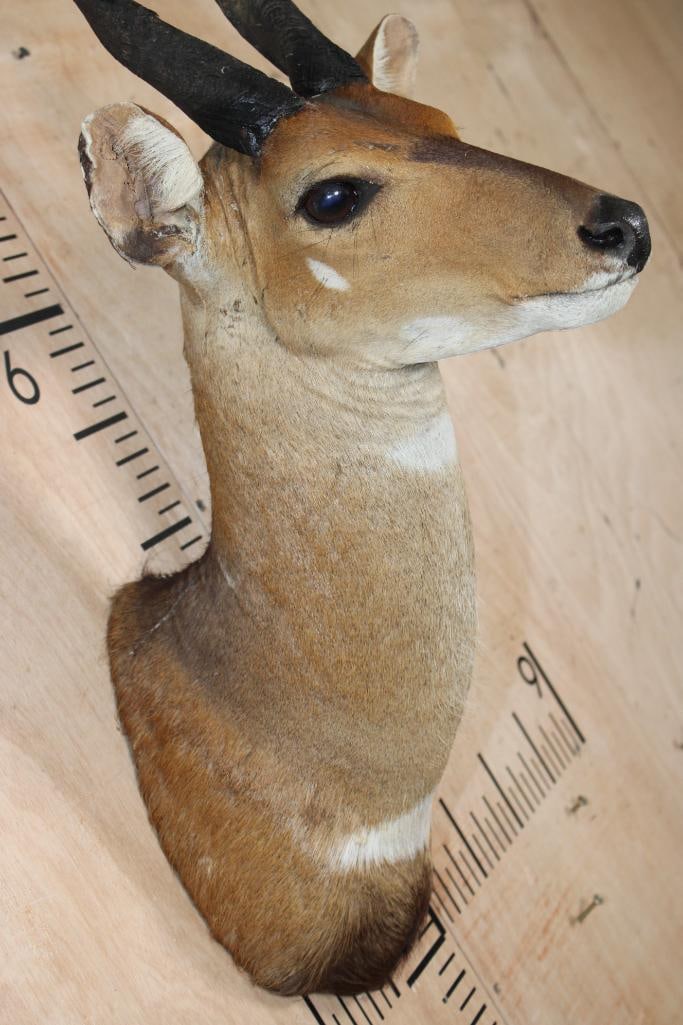 BUSHBUCK Shoulder Mount - 5