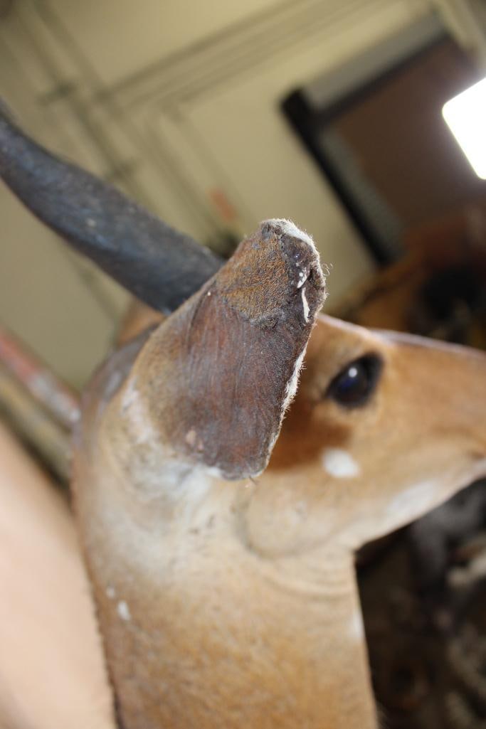 BUSHBUCK Shoulder Mount - 8