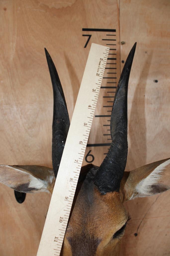 BUSHBUCK Shoulder Mount - 9
