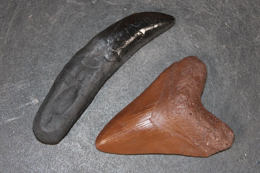 (1) Reproduction MEGALODOAN TOOTH and (1) Reproduction ALLOSAURUS TOOTH (ONE$): 1 Reproduction MEGALODOAN TOOTH that measures 4.75" From the top corner to the tip. 1 Reproduction ALLOSAURUS TOOTH 6.25" Long x 1 3/8" Wide x 1" Thick. The Total Weight for both is 9 oz. (ONE$)