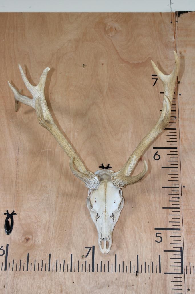 Big Right Side Dominant 11-Point SIKA DEER Skull: Big Right Side Dominant 11-Point SIKA DEER Skull. It has a 23" Spread and All its Teeth. TAXIDERMY SKULLS 