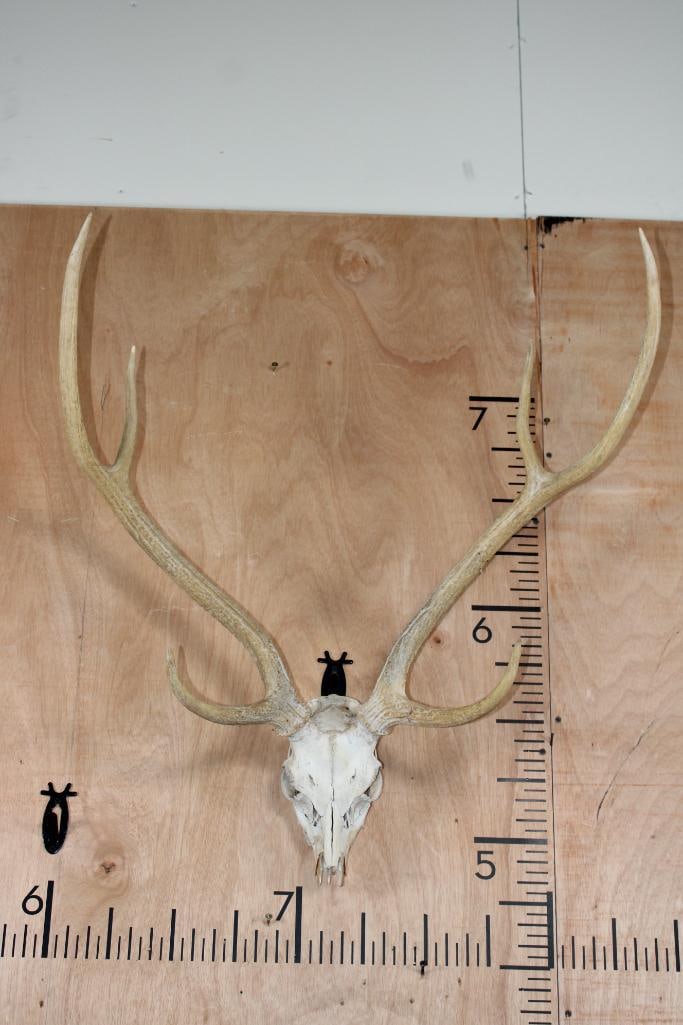 AXIS DEER Skull: Respectable AXIS DEER Skull. It has a 27.75" Spread and is missing 2 teeth. TAXIDERMY SKULLS 