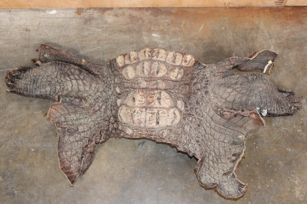 CROCODILE Skin or CROCODILE Hide Section: CROCODILE Skin or Crocodile Hide Section. It measures 44" x 20" and is very stiff. TAXIDERMY HIDES 