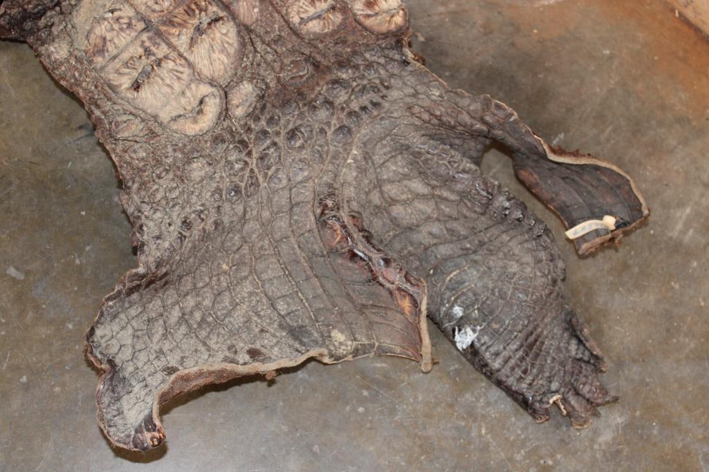 CROCODILE Skin or CROCODILE Hide Section - 2