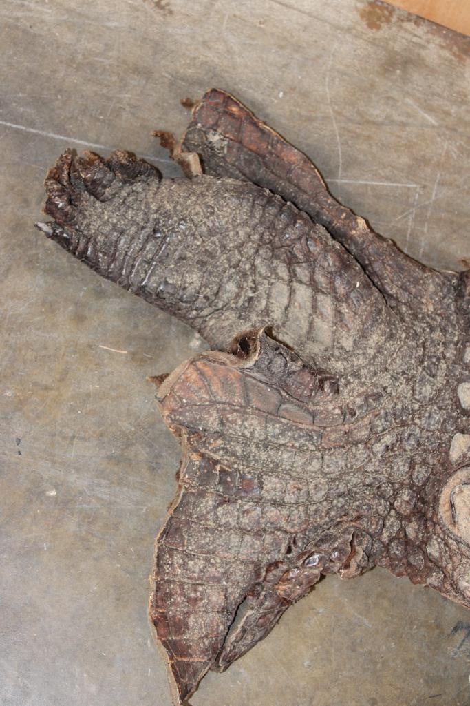 CROCODILE Skin or CROCODILE Hide Section - 4