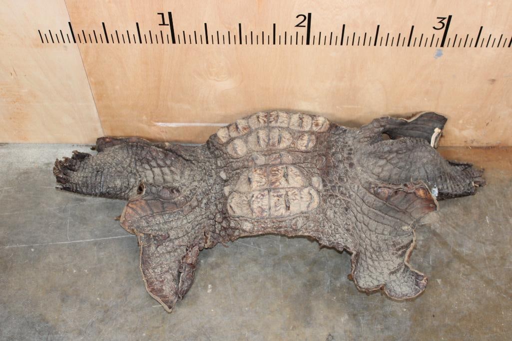 CROCODILE Skin or CROCODILE Hide Section - 5