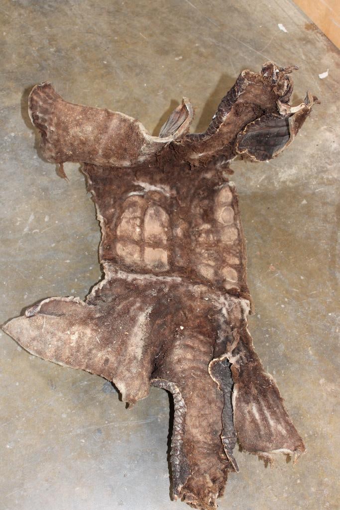 CROCODILE Skin or CROCODILE Hide Section - 6