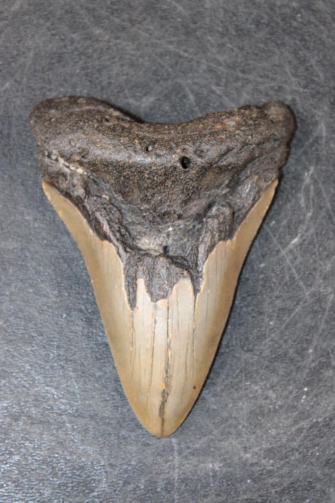 MEGALODON Shark Tooth Fossil: MEGALODON Shark Tooth Fossil. It measures 3 7/8" from the Top Corner to the Tip. The Total Weight is 4 oz. MEGALODON SHARK TEETH 