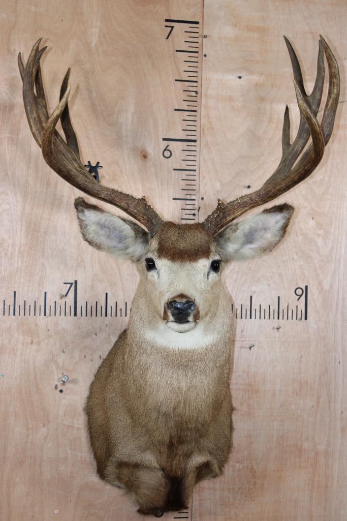 Big 11-Point MULE DEER Shoulder Mount: Big 11-Point MULE DEER Shoulder Mount with a 28" Spread. This is an older mount in Good Condition. TAXIDERMY 