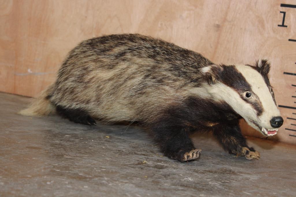 Life-sized EUROPEAN BADGER: Stinking adorable Life-sized Freestanding EUROPEAN BADGER. It measures 27.5" Long x 10" Wide x 8" Tall. Just look at that derpy little expression! ODDITIES AND CURIOSITIES TAXIDERMY AND TAXIDERPY 