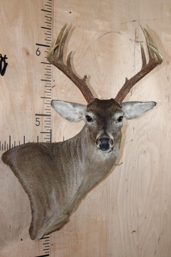 10-Point WHITETAIL DEER Wall Pedestal: Nice, Clean, and Newer 10-Point WHITETAIL DEER Wall Pedestal. It has a 16.25" Spread and very minor ear damage on the back side of the ear. TAXIDERMY 