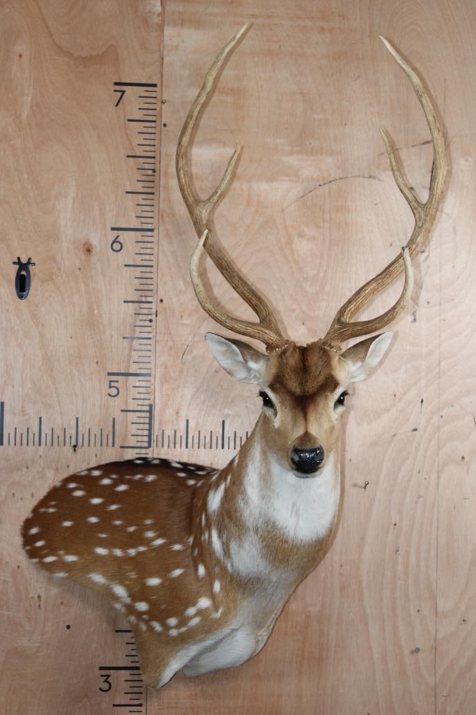 AXIS DEER Wall Pedestal: Nice, Clean, and Newer AXIS DEER Wall Pedestal. It is in Good Condition. TAXIDERMY 