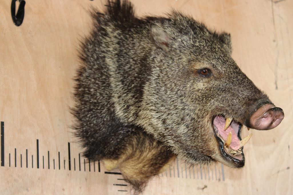 JAVELINA Shoulder Mount: Very Nice and Clean JAVELINA Shoulder Mount. It is in Very Good Condition. TAXIDERMY 