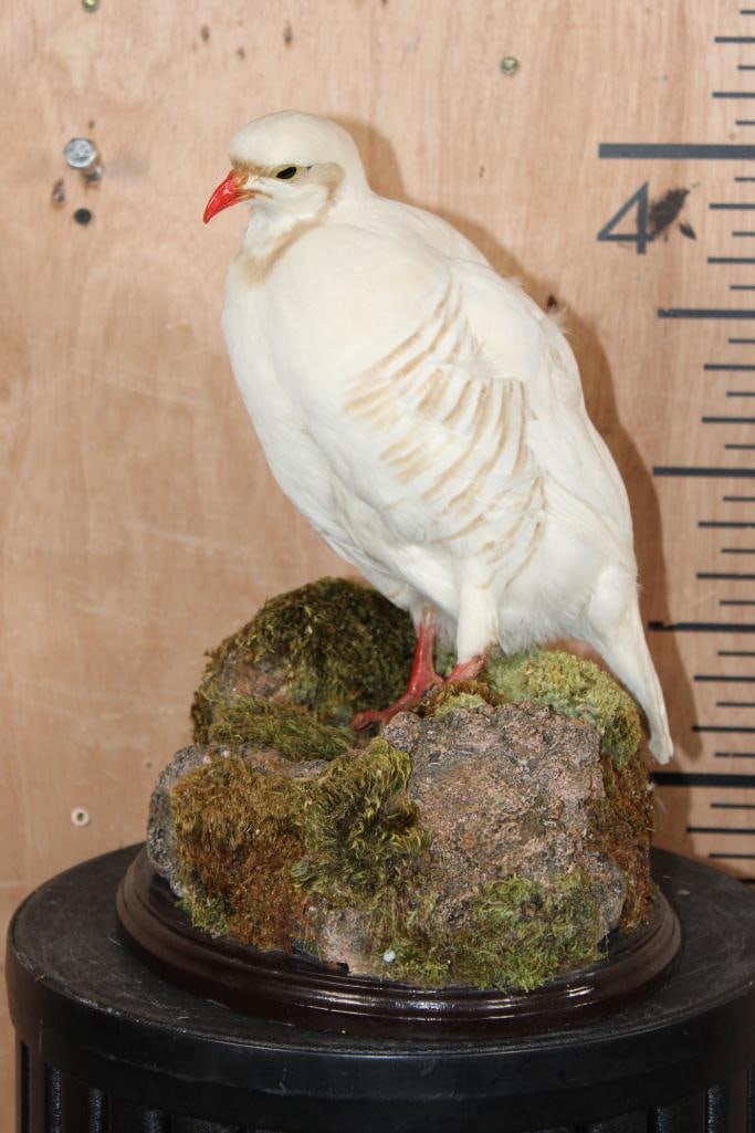 WHITE CHUKAR PARTRIDGE on a Decorative Rock and Plant Base: Very Nice and Clean Life-sized WHITE CHUKAR PARTRIDGE. It is displayed on a decorative rock and plant base and measures 11" Long x 8.5" Wide x 13.25" Tall. It is in Very Good Condition.