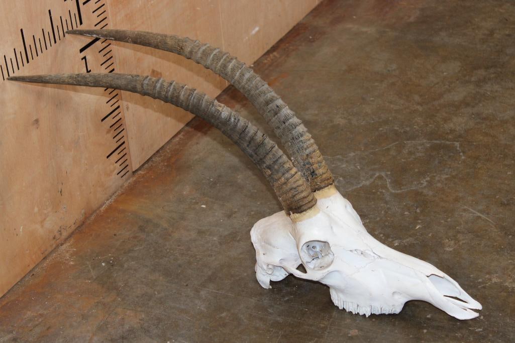 SABLE Skull: SABLE Skull with All its Teeth. The Right Horn measures 23 1/8" Long and the Left Horn measures 23.25" Long. TAXIDERMY SKULLS 
