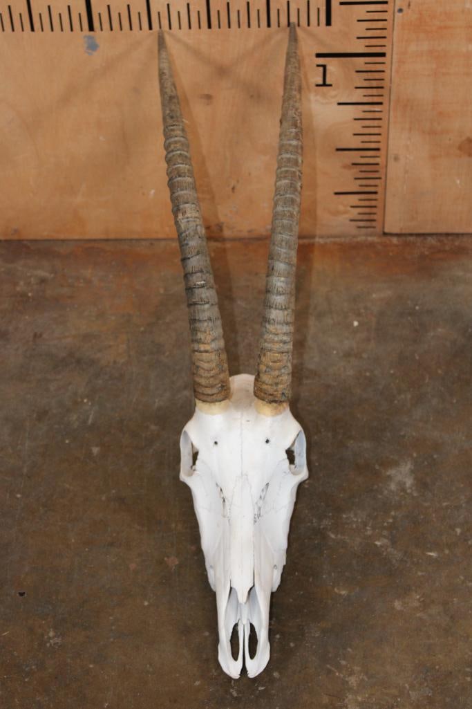 SABLE Skull - 2