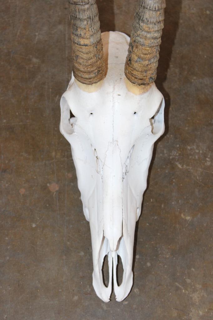 SABLE Skull - 5