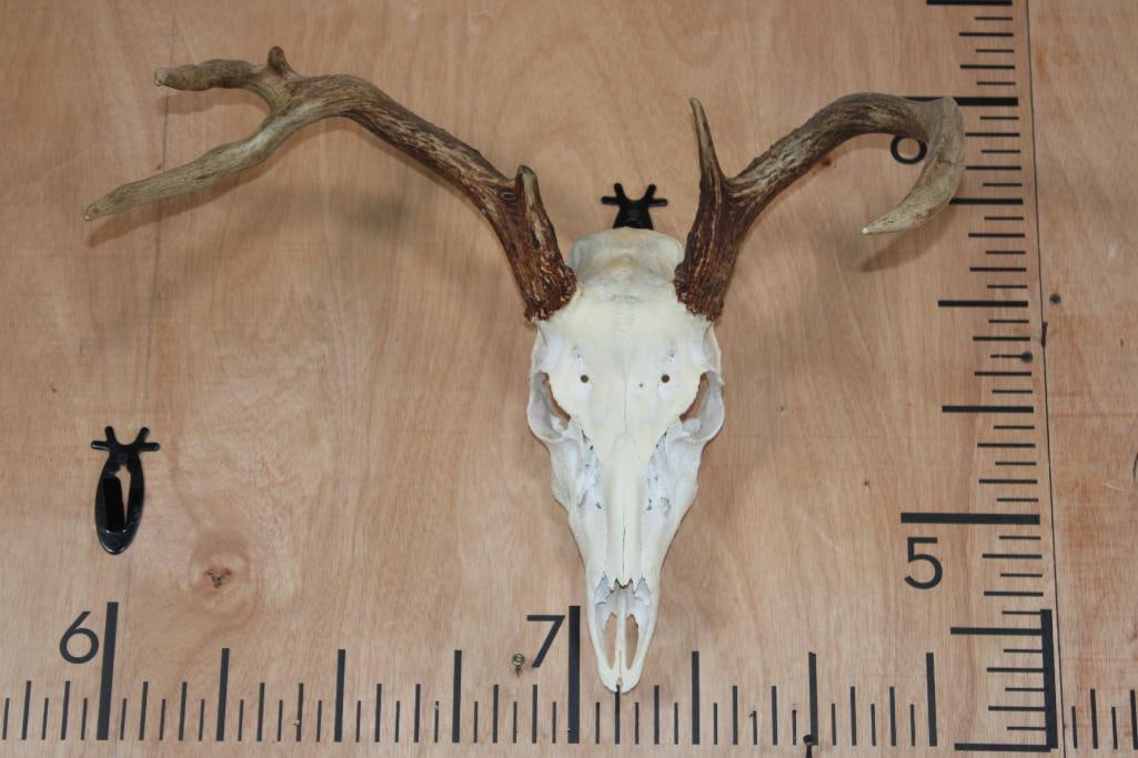 Unique 4-Point WHITETAIL DEER Skull: Unique 4-Point WHITETAIL DEER Skull. It has a 20.25" Spread and All its Teeth. TAXIDERMY SKULLS 