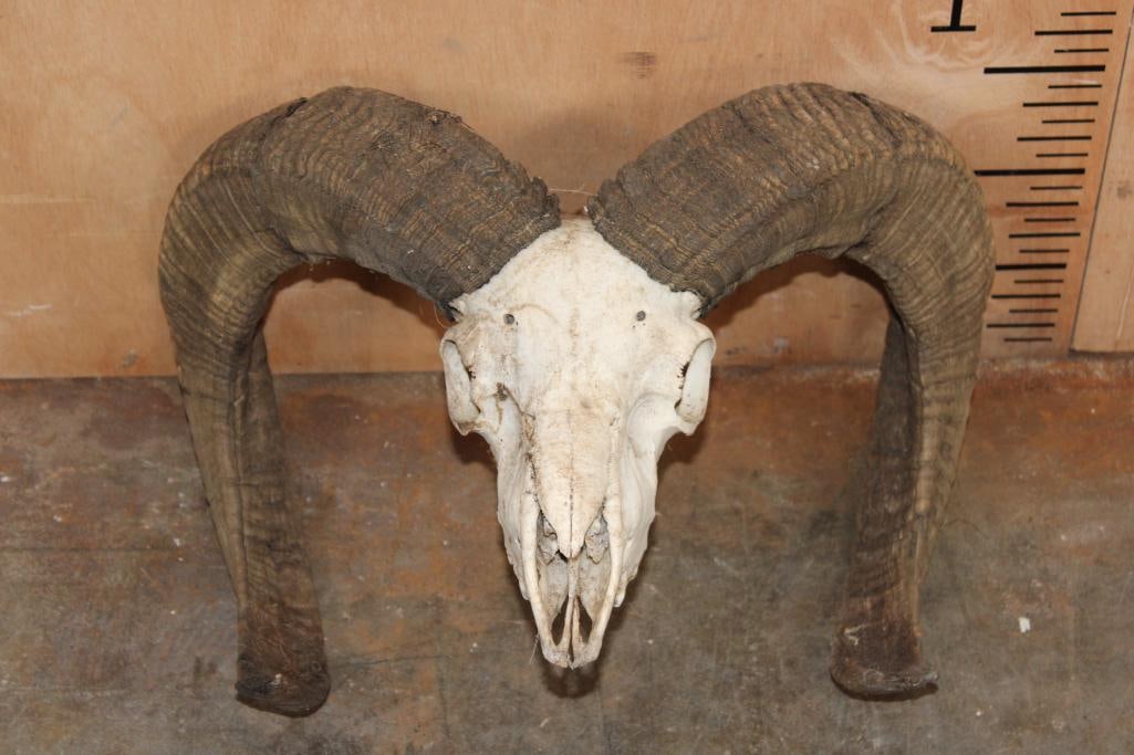 MOUFLON RAM Skull: MOUFLON RAM Skull. The Right Horn measures 28.5" Long and the Left Horn measures 28.25" Long. It is missing 1 tooth. TAXIDERMY SKULLS 