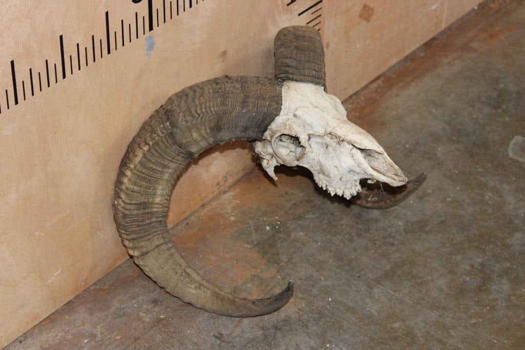 MOUFLON RAM Skull - 2