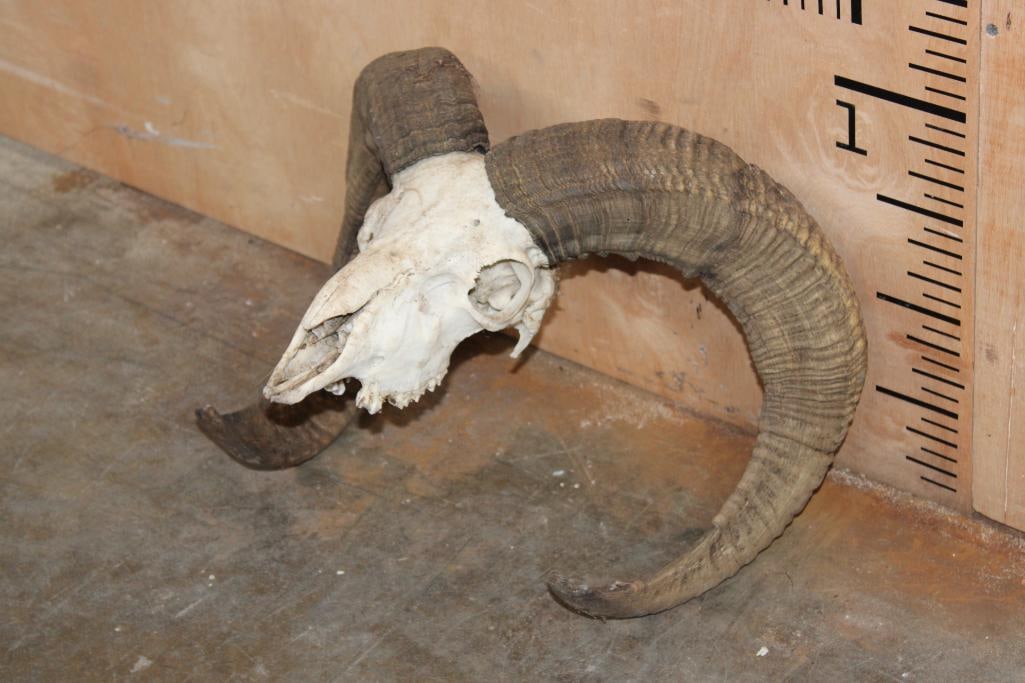 MOUFLON RAM Skull - 3