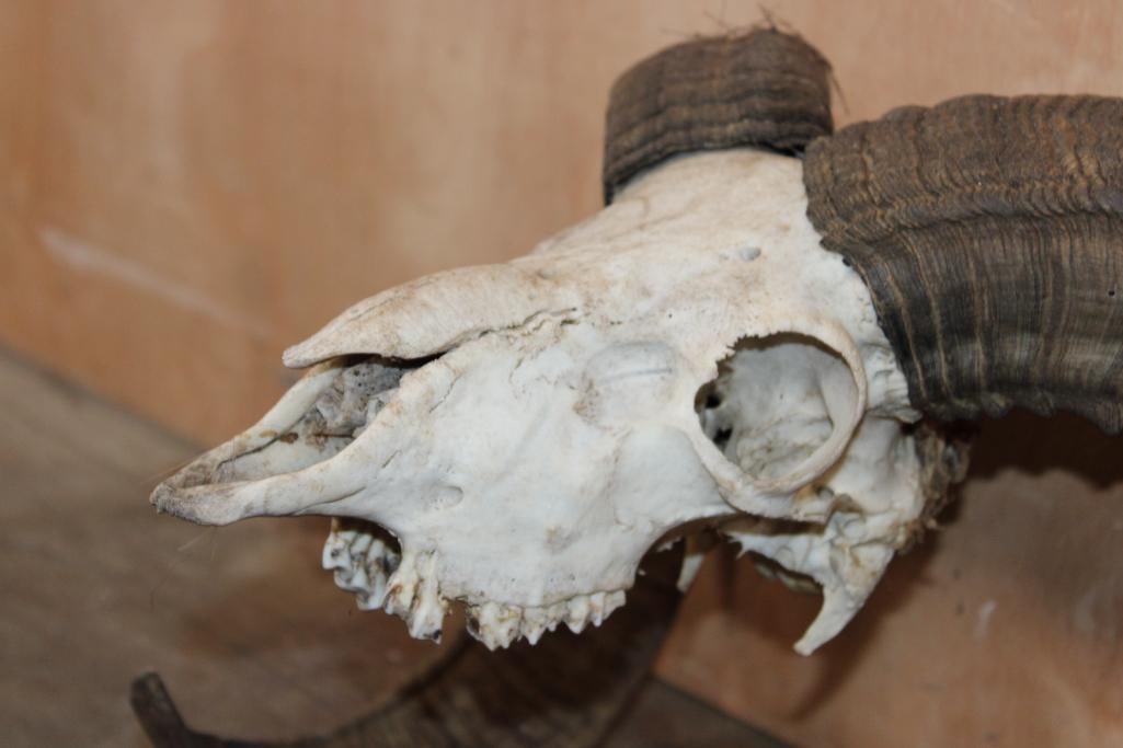 MOUFLON RAM Skull - 4