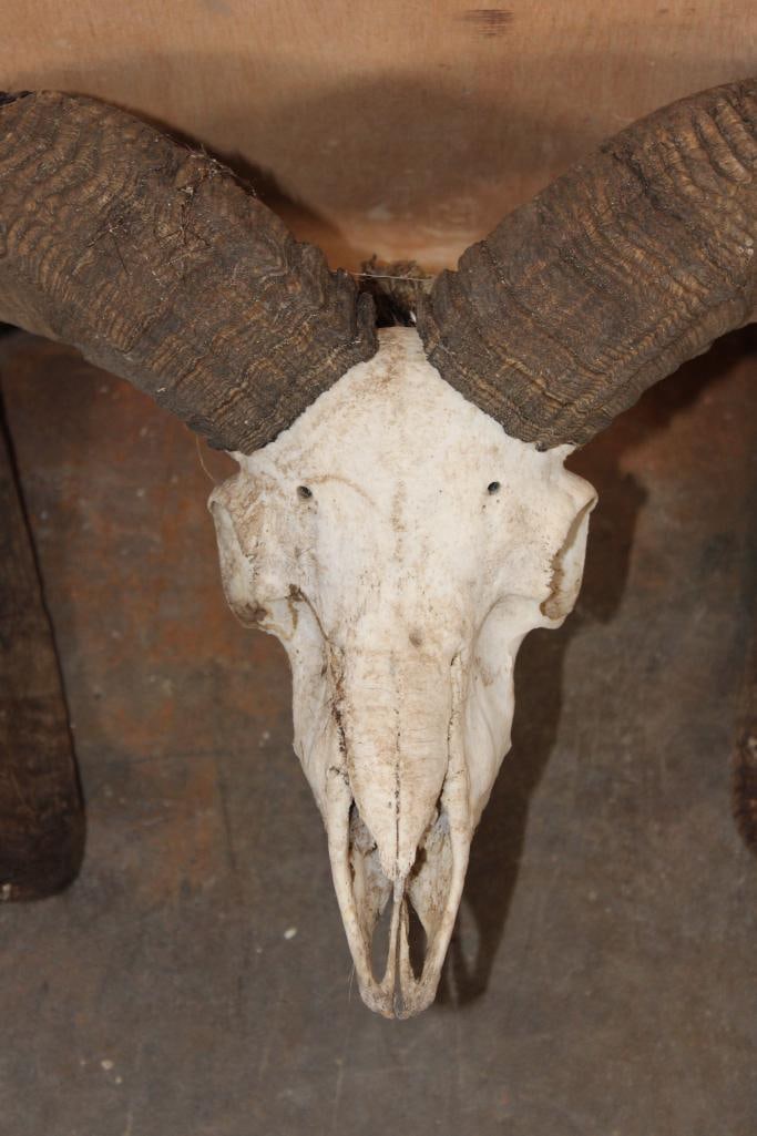 MOUFLON RAM Skull - 5