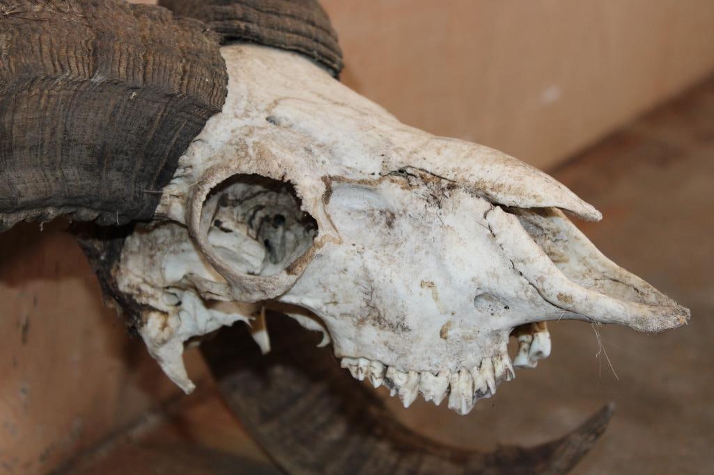 MOUFLON RAM Skull - 6