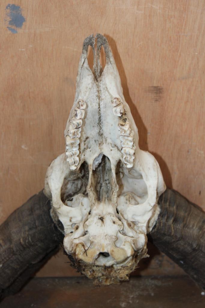 MOUFLON RAM Skull - 7