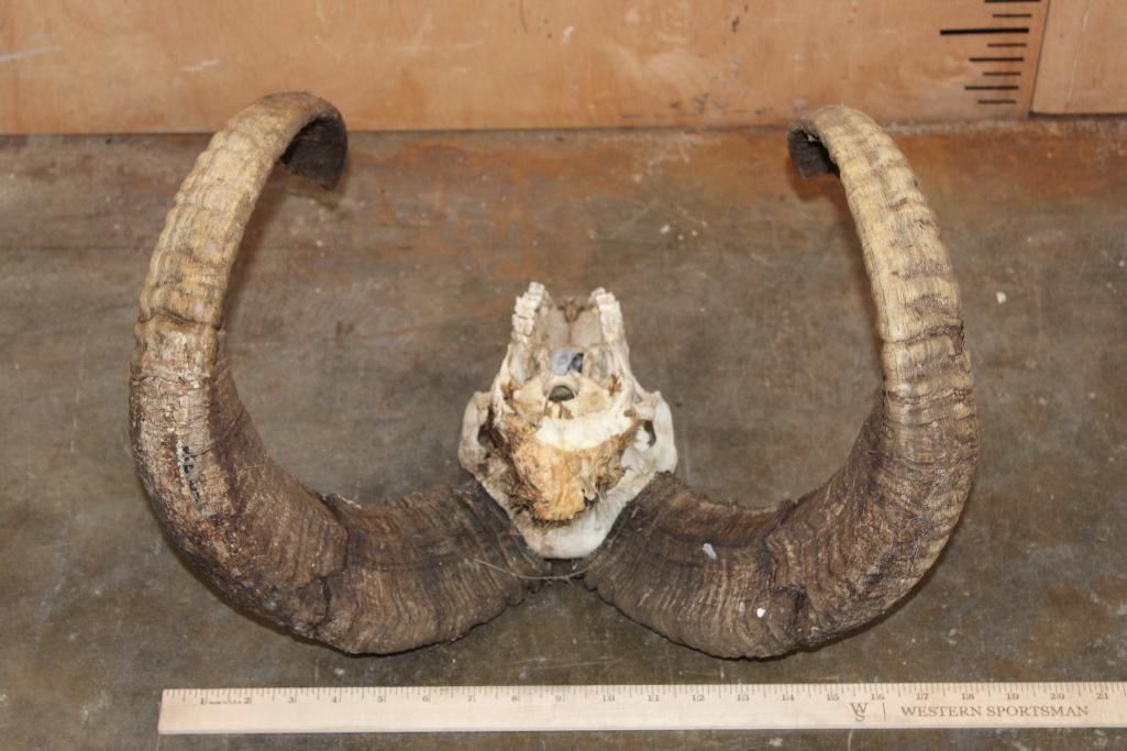 MOUFLON RAM Skull - 8