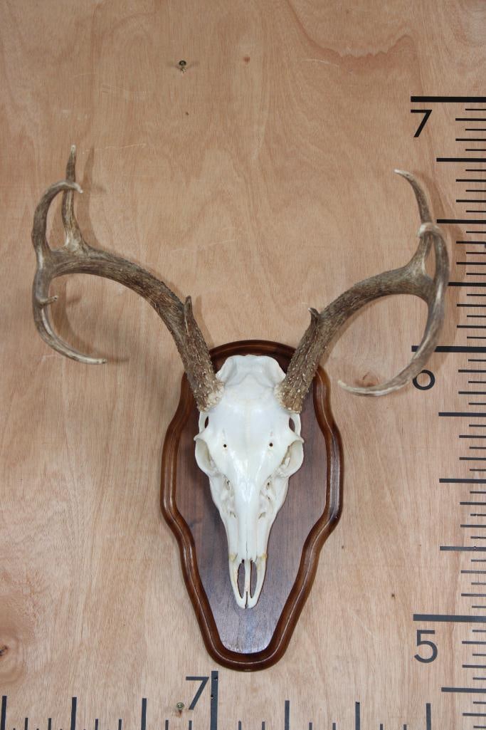 9-Point WHITETAIL DEER Skull on a Wood Plaque (1 of 7)