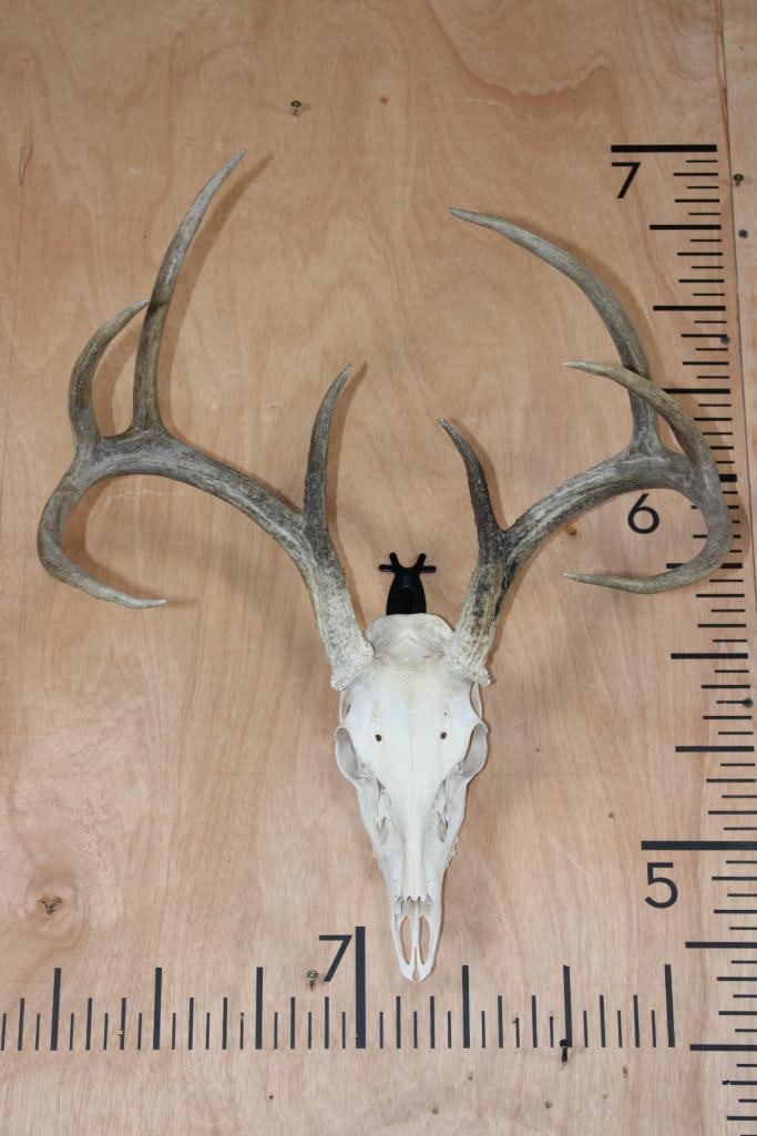 8-Point WHITETAIL DEER Skull: Nice 8-Point WHITETAIL DEER Skull with a Wide and Heavy 19" Spread. TAXIDERMY SKULLS 