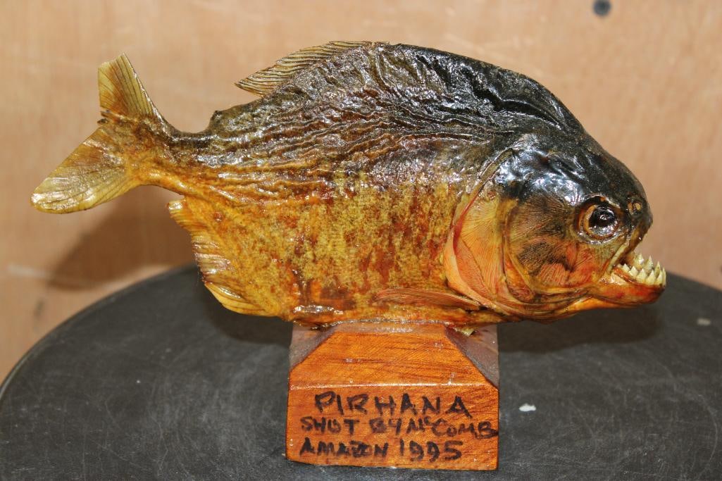 *Real Skin* PIRANHA Fish Mounted on a Wood Stand: *Real Skin* PIRANHA Fish Mounted on a Wood Stand. It measures 8.5" Long x 5" Tall. It was Taken in the Amazon in 1995. ODDITIES AND CURIOSITIES TAXIDERMY FISH 