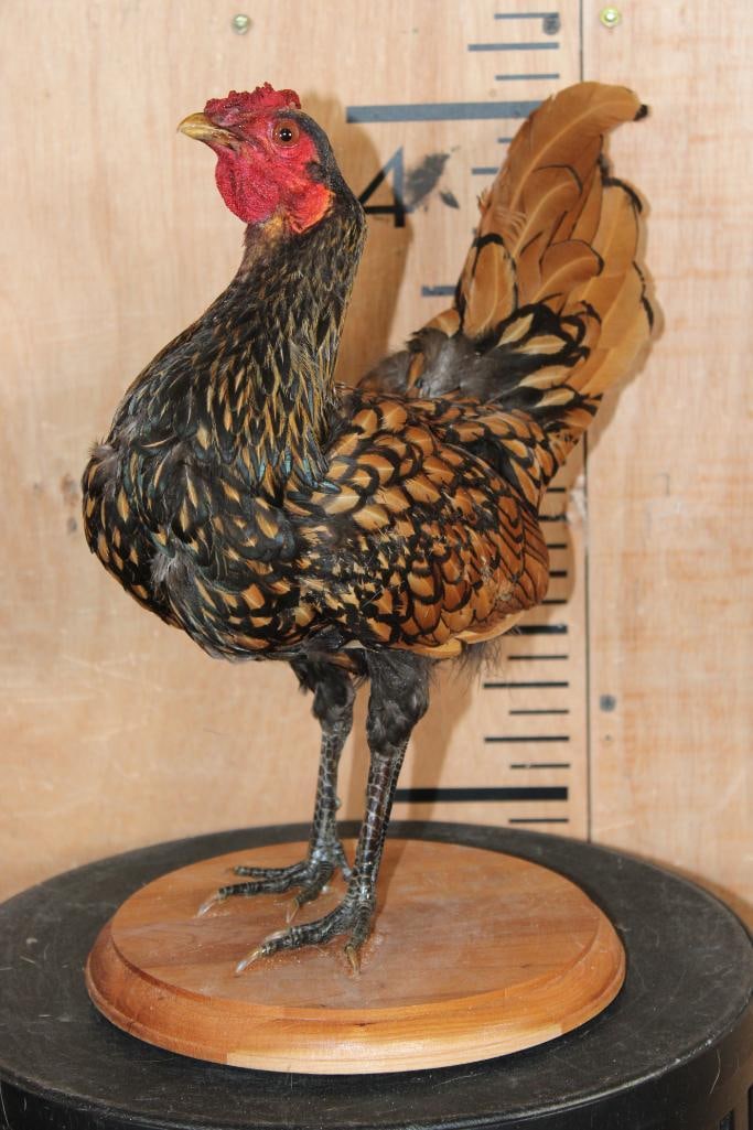 GOLDEN SEBRIGHT CHICKEN on a Circular Wood Base: Life-sized GOLDEN SEBRIGHT CHICKEN on a Circular Wood Base. It measures 12" Long x 8" Wide x 13" Tall. This is an older mount in Good Condition. TAXIDERMY BIRDS 