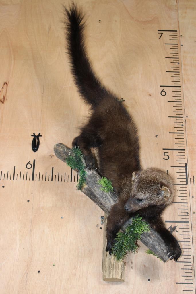 Life-sized FISHER on a Wood Log Wall Hanging Base: Life-sized FISHER on a Wood Log Wall Hanging Base. It measures 41" Tall x 19" Wide x 14" Depth (from the wall). This is an older mount with some paint touch-ups. TAXIDERMY 