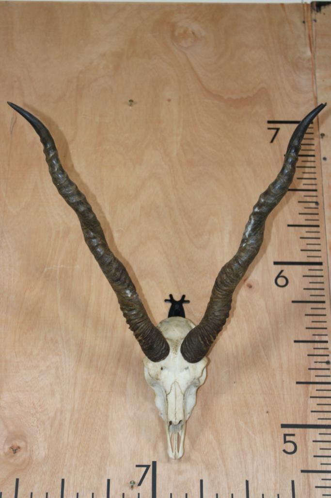 BLACKBUCK Skull with Removable Horns: BLACKBUCK Skull with Removable Horns. The Right Horn measures 24" and the Left Horn measures 23" around the spiral ridge. It has all but 2 teeth and a Wire Hanger for display. TAXIDERMY SKULLS 