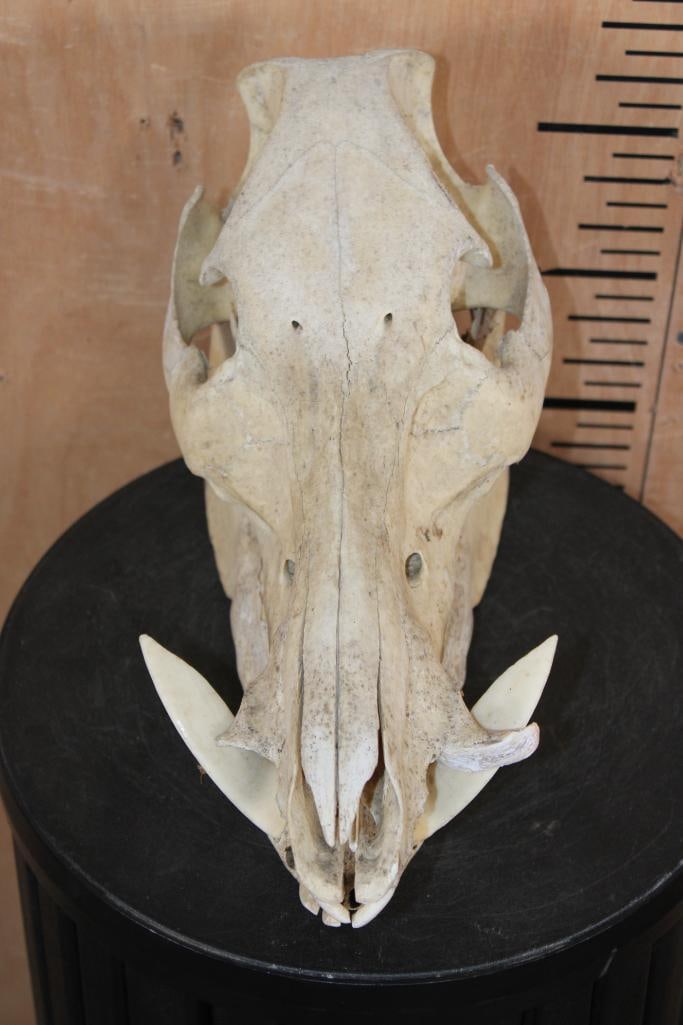 WILD BOAR or HOG Skull: WILD BOAR or HOG Skull. It measures 13" Long x 6.25" Wide x 9.25" Tall. TAXIDERMY SKULLS 