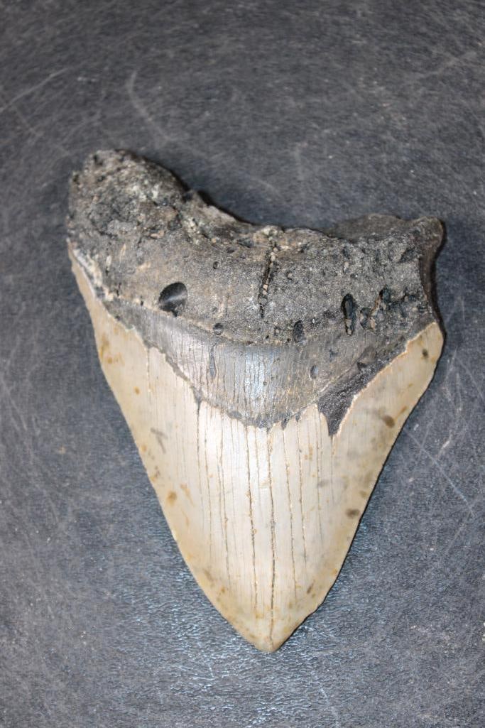 XL MEGALODON Shark Tooth Fossil: XL MEGALODON Shark Tooth Fossil. It measures 4 7/8" from the Top Corner to the Tip. The Total Weight is 7 oz. MEGALODON SHARK TEETH