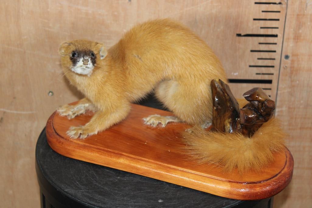 Life-sized SIBERIAN WEASEL or "Kolinsky" on a Wood Plaque Base: Life-sized SIBERIAN WEASEL or "Kolinsky". It is displayed on a Wood Plaque Base with a little tree branch. It measures 13.5" Long x 5.5" Wide x 6" Tall. It has lost some fur on its feet, otherwise it