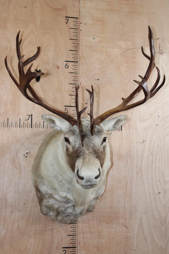 Double Shovel CARIBOU Shoulder Mount with Removable Antlers: Very Nice, Clean, and Newer Double Shovel CARIBOU Shoulder Mount. It has a 30.5" Spread and Removable Antlers. It is in Very Good Condition. TAXIDERMY 