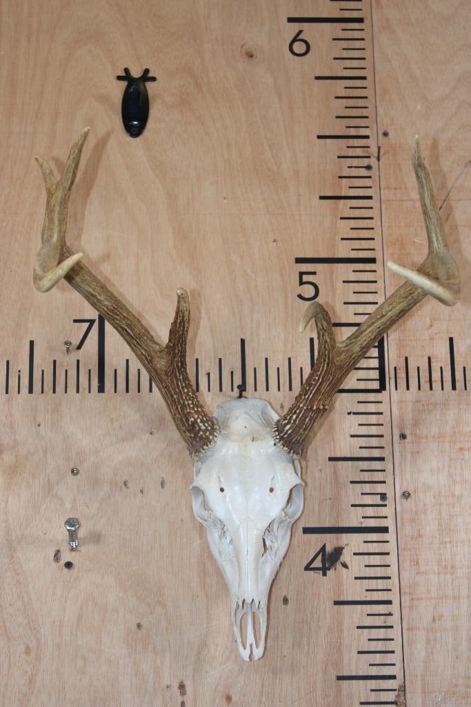 7-Point WHITETAIL DEER Skull: 7-Point WHITETAIL DEER Skull. It has a 15.25" Spread and a Wire Hanger. It is missing 3 teeth. TAXIDERMY SKULLS 