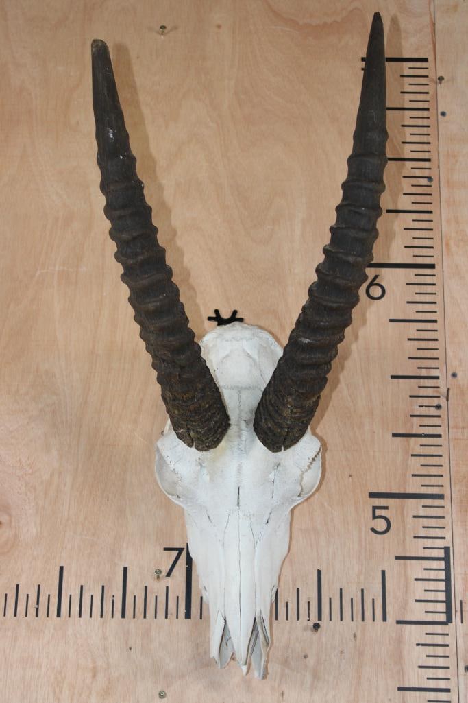 ROAN Skull with Removable Horns - 2